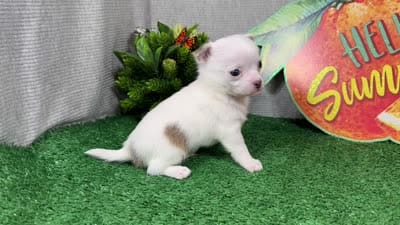 Fox, a male Chihuahua for sale in Waynesville, MO – 4 of 4