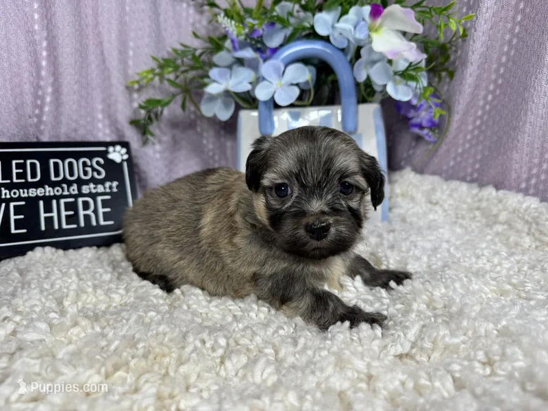 Isreal – Havanese puppy for sale in Waynesville, MO