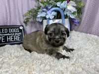Isreal, a male Havanese for sale in Waynesville, MO – 7 of 10