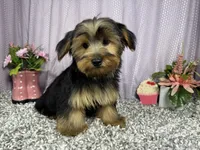 Scottie, a male Yorkshire Terrier for sale in Waynesville, MO – 2 of 10