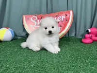 Phoenix, a male Pomeranian for sale in Waynesville, MO – 3 of 3