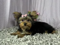 Sienna, a female Yorkshire Terrier for sale in Waynesville, MO – 3 of 10