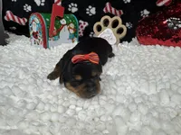 Hazel, a female Yorkshire Terrier for sale in Waynesville, MO – Photo 10 of 10