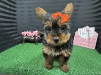 Hazel, a female Yorkshire Terrier for sale in Waynesville, MO – Photo 5 of 10