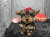 Hazel, a female Yorkshire Terrier for sale in Waynesville, MO – Photo 3 of 10