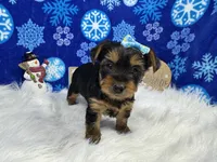 Hazel, a female Yorkshire Terrier for sale in Waynesville, MO – Photo 8 of 10