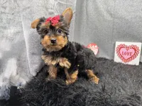 Hazel, a female Yorkshire Terrier for sale in Waynesville, MO – Photo 1 of 10