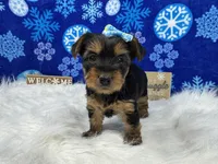 Hazel, a female Yorkshire Terrier for sale in Waynesville, MO – Photo 7 of 10
