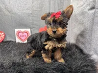 Hazel, a female Yorkshire Terrier for sale in Waynesville, MO – Photo 2 of 10