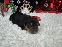 Hazel, a female Yorkshire Terrier for sale in Waynesville, MO – Photo 9 of 10