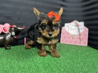 Hazel, a female Yorkshire Terrier for sale in Waynesville, MO – Photo 6 of 10