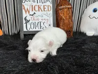 Polar, a male Pomeranian for sale in Waynesville, MO – 3 of 3