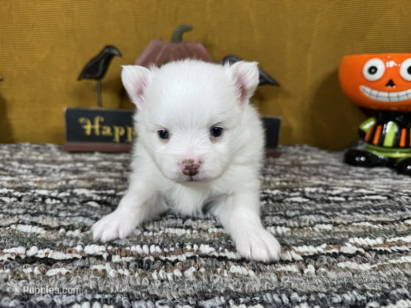 Pongo – Pomeranian puppy for sale in Waynesville, MO