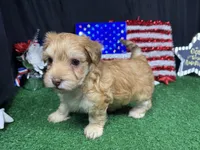 Izaiah, a male Havapoo for sale in Waynesville, MO – 7 of 10