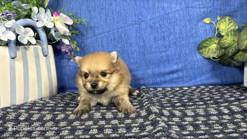 Moses – Pomeranian puppy for sale in Waynesville, MO