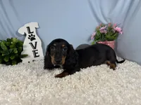 Patrick, a male Miniature Dachshund for sale in Waynesville, MO – 8 of 10