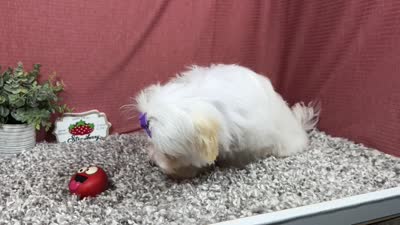 Dove, a female Maltipoo for sale in Waynesville, MO – 4 of 4