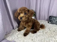 Daisy, a female Poodle - Toy  for sale in Waynesville, MO – 5 of 9