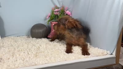 Mars, a male Yorkipoo for sale in Waynesville, MO – 4 of 4