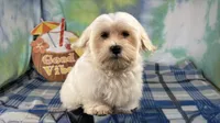 Izen, a male Havamalt for sale in Waynesville, MO – 6 of 10