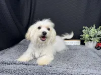 Curtis, a male Maltipoo for sale in Waynesville, MO – 3 of 3