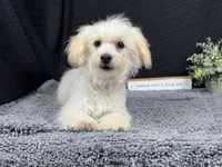 Curtis, a male Maltipoo for sale in Waynesville, MO – 2 of 3