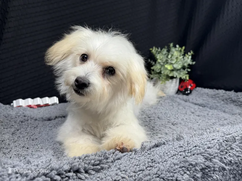 Curtis – Maltipoo puppy for sale in Waynesville, MO