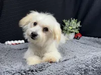 Curtis, a male Maltipoo for sale in Waynesville, MO – 1 of 3