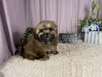 Titus, a male Shih Tzu for sale in Waynesville, MO – 3 of 3