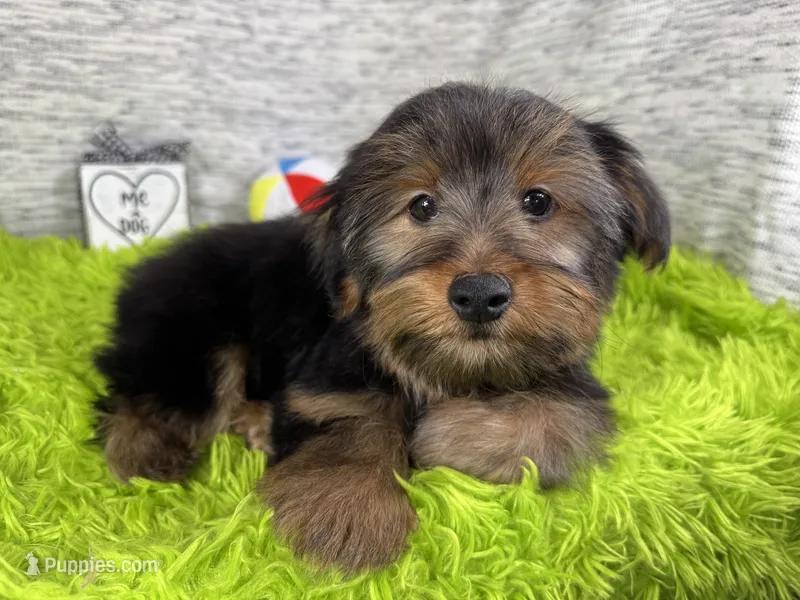 Samuel – Yorkshire Terrier puppy for sale in Waynesville, MO