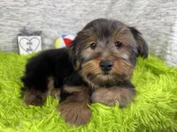 Samuel, a male Yorkshire Terrier for sale in Waynesville, MO – 4 of 10