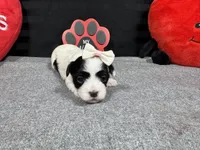 Natalia, a female Maltipoo for sale in Waynesville, MO – Photo 4 of 6