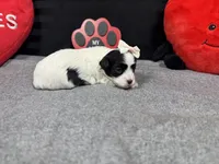 Natalia, a female Maltipoo for sale in Waynesville, MO – Photo 6 of 6