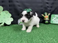 Natalia, a female Maltipoo for sale in Waynesville, MO – Photo 1 of 6