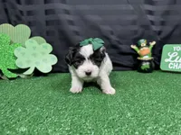 Natalia, a female Maltipoo for sale in Waynesville, MO – Photo 3 of 6