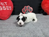 Natalia, a female Maltipoo for sale in Waynesville, MO – Photo 5 of 6