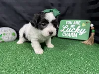 Natalia, a female Maltipoo for sale in Waynesville, MO – Photo 2 of 6