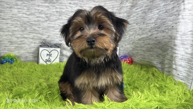 Scottie – Yorkshire Terrier puppy for sale in Waynesville, MO