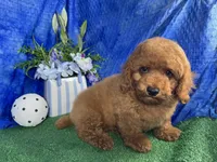 Dean, a male Poodle - Toy  for sale in Waynesville, MO – 3 of 10