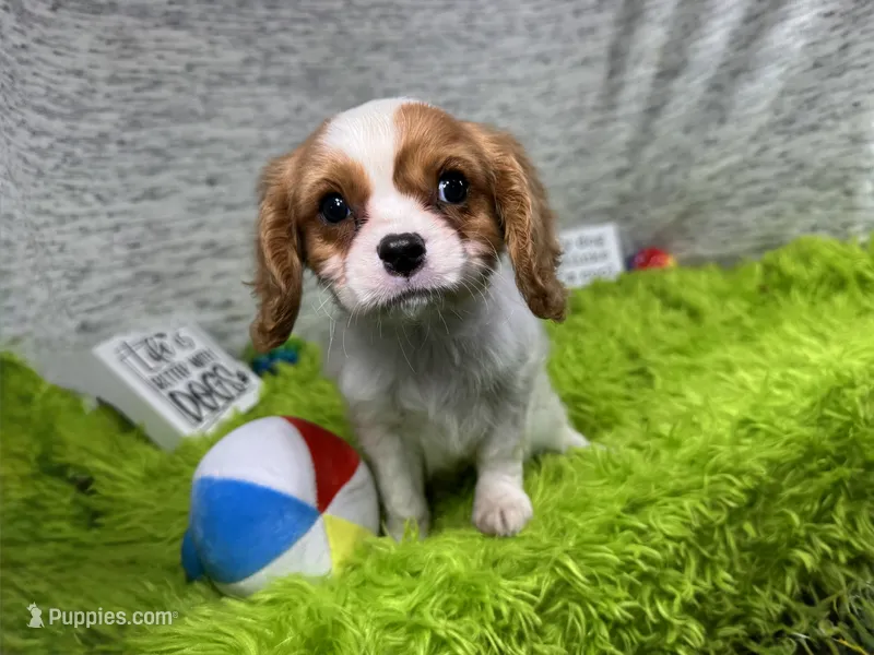 Riley – Cavalier King Charles Spaniel puppy for sale in Waynesville, MO