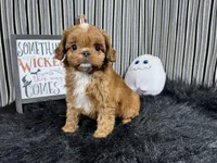 David, a male Cavapoo for sale in Waynesville, MO – 2 of 3