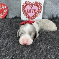 Galaxy, a female Miniature Dachshund for sale in Waynesville, MO – Photo 5 of 6