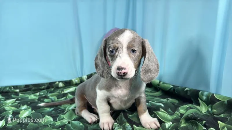 Galaxy – Miniature Dachshund puppy for sale in Waynesville, MO
