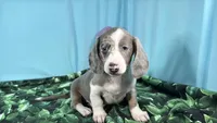 Galaxy, a female Miniature Dachshund for sale in Waynesville, MO – 6 of 10