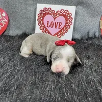 Galaxy, a female Miniature Dachshund for sale in Waynesville, MO – Photo 4 of 6