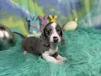 Galaxy, a female Miniature Dachshund for sale in Waynesville, MO – Photo 2 of 6