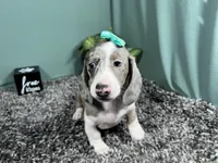 Galaxy, a female Miniature Dachshund for sale in Waynesville, MO – 5 of 10