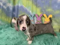 Galaxy, a female Miniature Dachshund for sale in Waynesville, MO – Photo 3 of 6