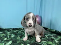 Galaxy, a female Miniature Dachshund for sale in Waynesville, MO – 7 of 10