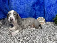 Galaxy, a female Miniature Dachshund for sale in Waynesville, MO – 2 of 10